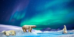 Disparition animale ours polaire