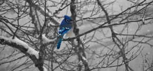 Geai bleu changement climatique