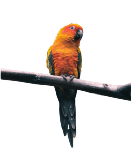 Perroquet orange